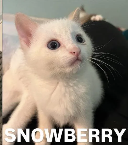 A baby medium-sized male White Domestic Short Hair cat named Snowberry for adoption in Ozone Park, NY