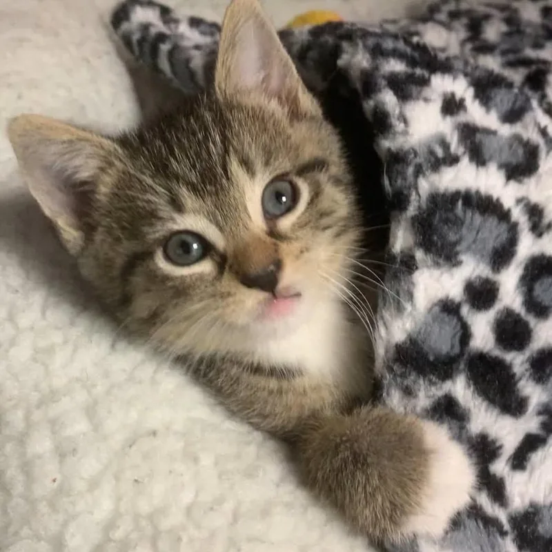 A baby medium-sized male Tabby (Brown / Chocolate) Domestic Short Hair cat named Billie Bob for adoption in Ozone Park, NY