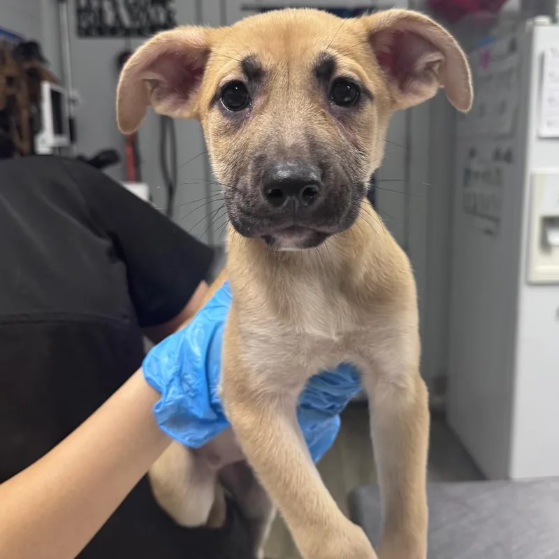A baby small-sized female Yellow / Tan / Blond / Fawn Mixed Breed dog named Lydia for adoption in Summerville, SC