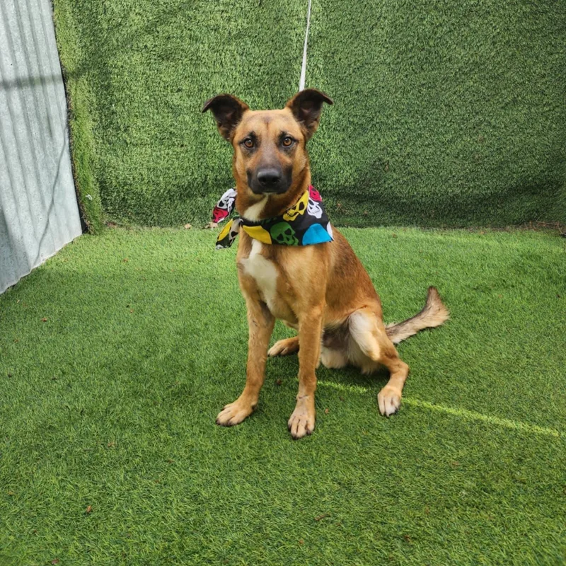 A young medium-sized male Brown / Chocolate Shepherd dog named Danny for adoption in Oak Point, TX