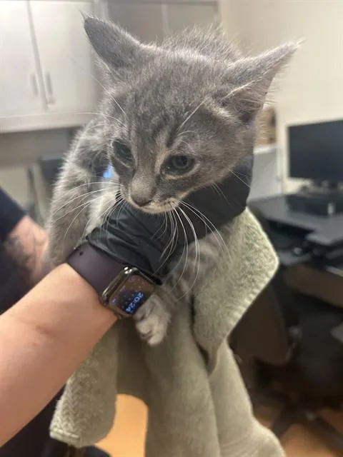 A baby small-sized male Domestic Short Hair cat named Slate for adoption in Martinez, CA