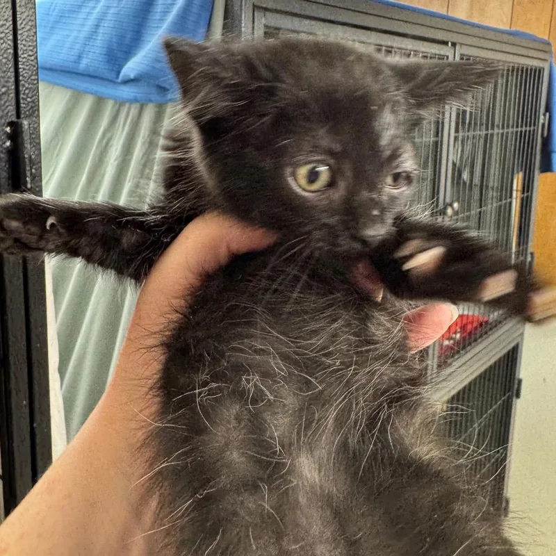A baby small-sized female Black Norwegian Forest Cat cat named Daisy Mae for adoption in Mount Vernon, IL
