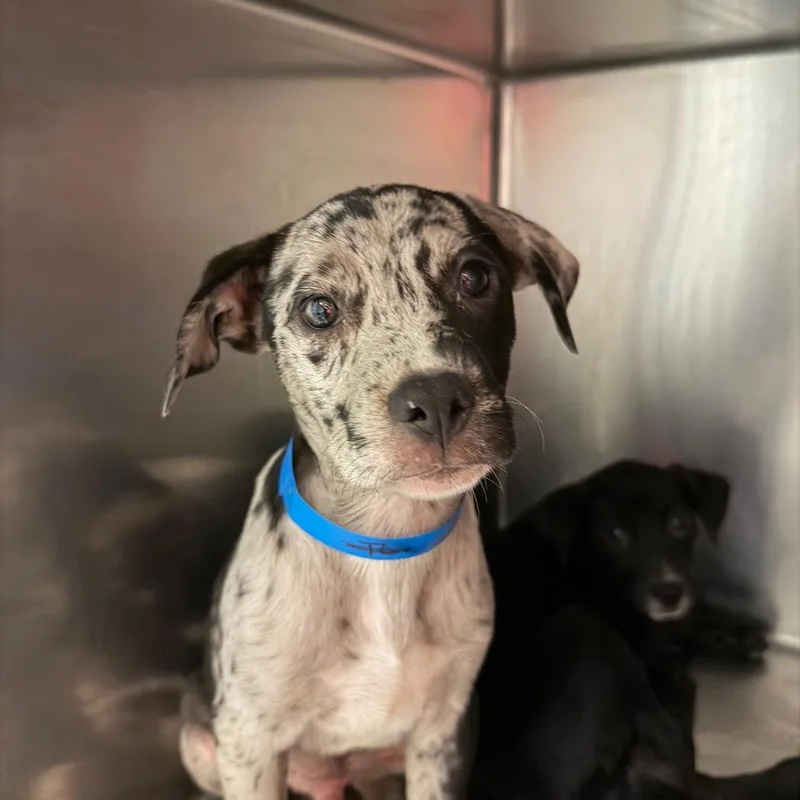 A baby small-sized male White / Cream Mixed Breed dog named Beastboy for adoption in Chattanooga, TN