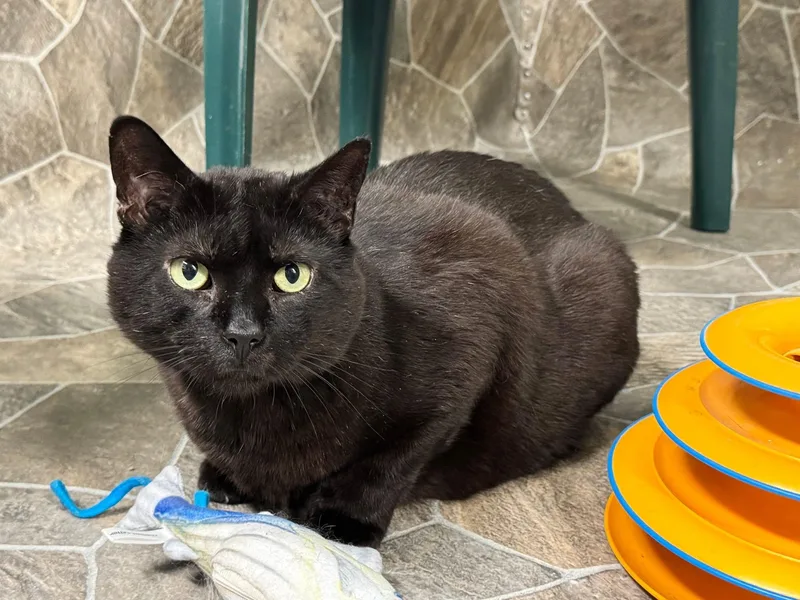 An adult large-sized male Black Domestic Short Hair cat named Ninjago for adoption in Albany, NY