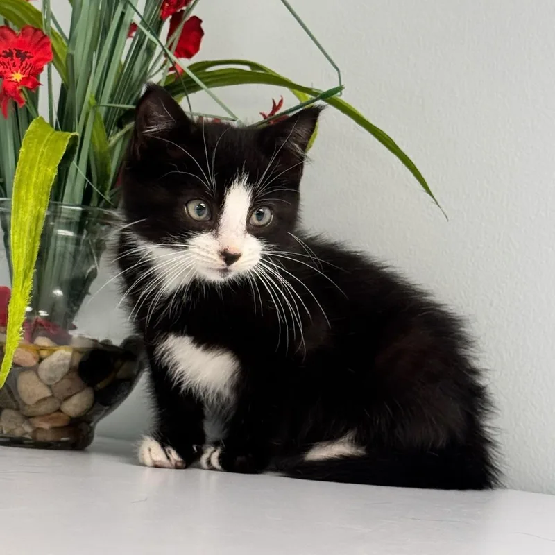Penelope