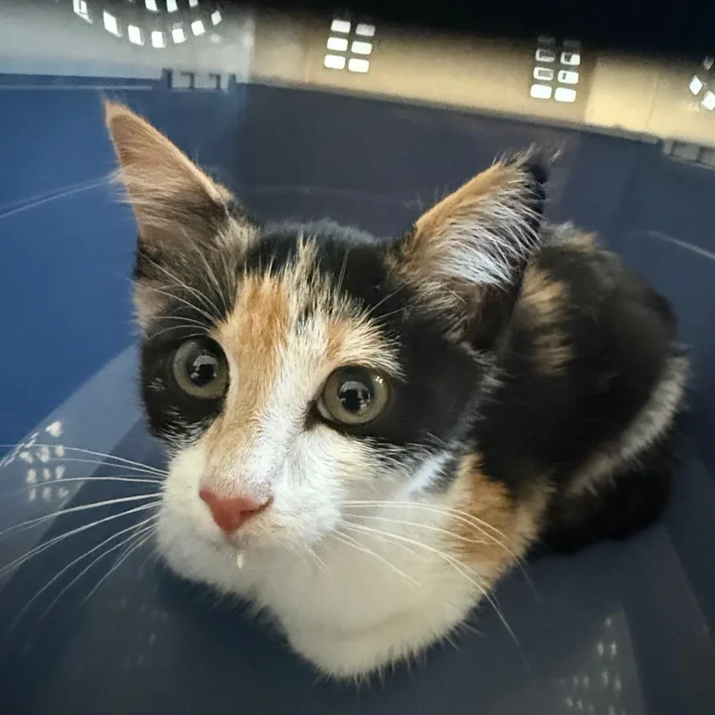A baby small-sized female Calico Domestic Short Hair cat named Grace for adoption in Sand Springs, OK