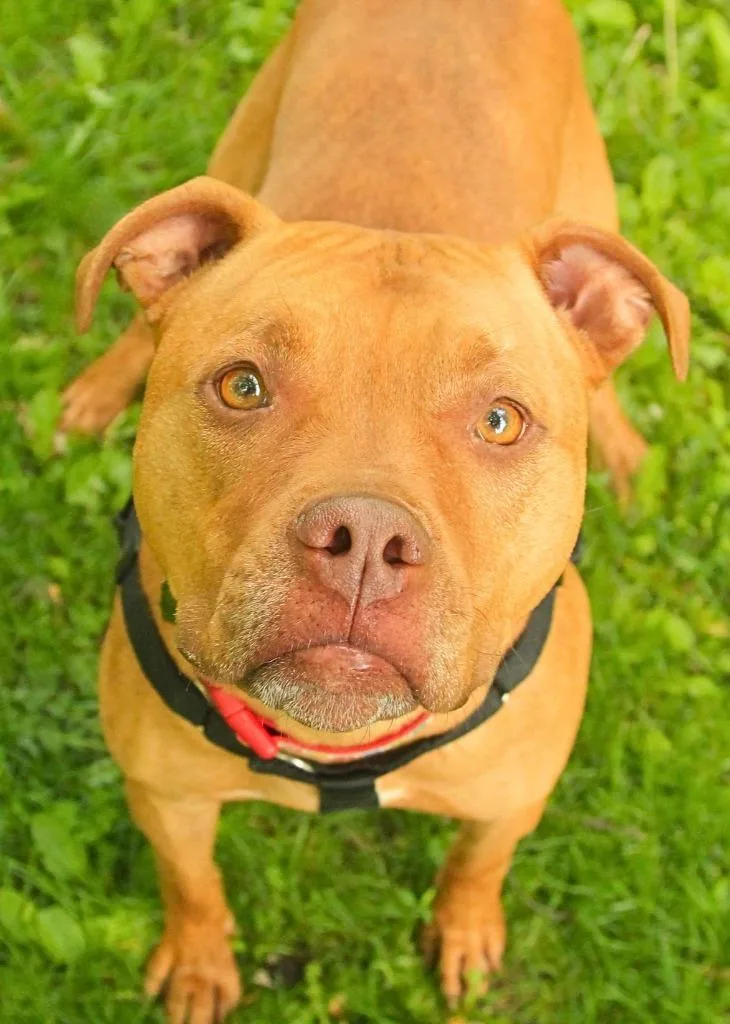 An adult medium-sized female Pit Bull Terrier dog named Lisa for adoption in Utica, MI