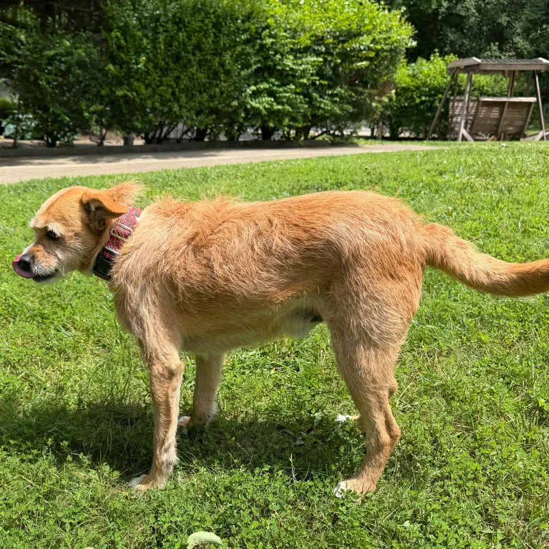 Gus