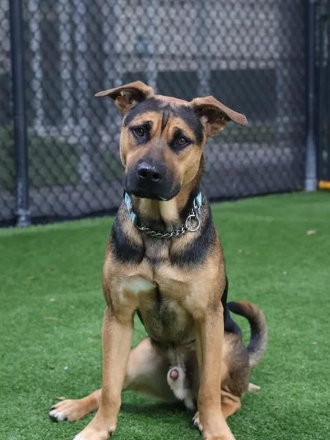 A young medium-sized male German Shepherd Dog dog named Bronx for adoption in Naples, FL