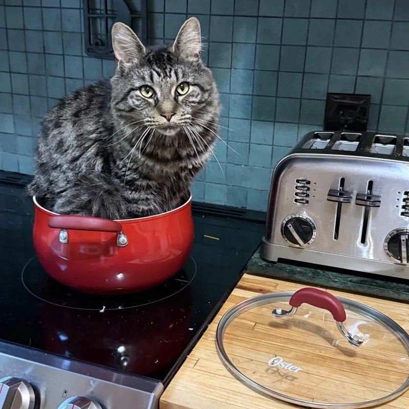 An adult medium-sized male Domestic Long Hair cat named Otto for adoption in Honeoye, NY