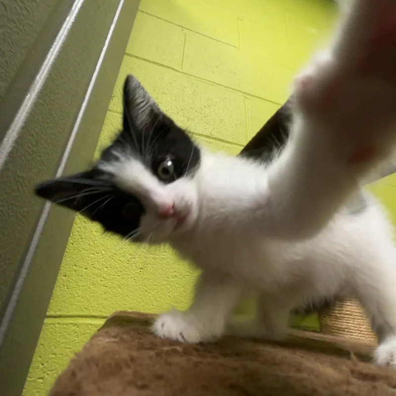 A baby small-sized female Black & White / Tuxedo Domestic Medium Hair cat named Meg for adoption in Waynesburg, PA