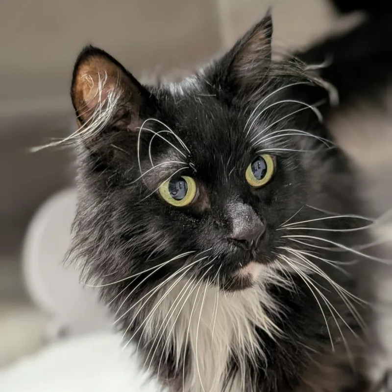 An adult medium-sized female Domestic Long Hair cat named Stargazer for adoption in Shoreline, WA