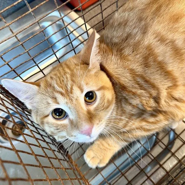 A baby small-sized male Domestic Medium Hair cat named Joey for adoption in Tavares, FL