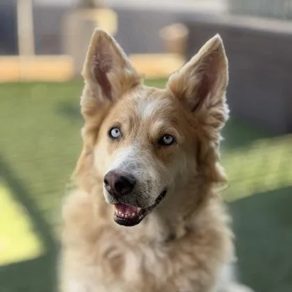 An adult large-sized female White / Cream Alaskan Malamute dog named Queenie for adoption in Sacramento, CA
