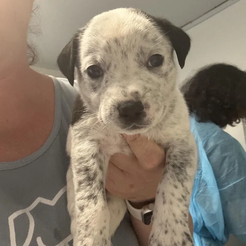A baby small-sized male White / Cream Labrador Retriever dog named Marlin for adoption in Hattiesburg, MS