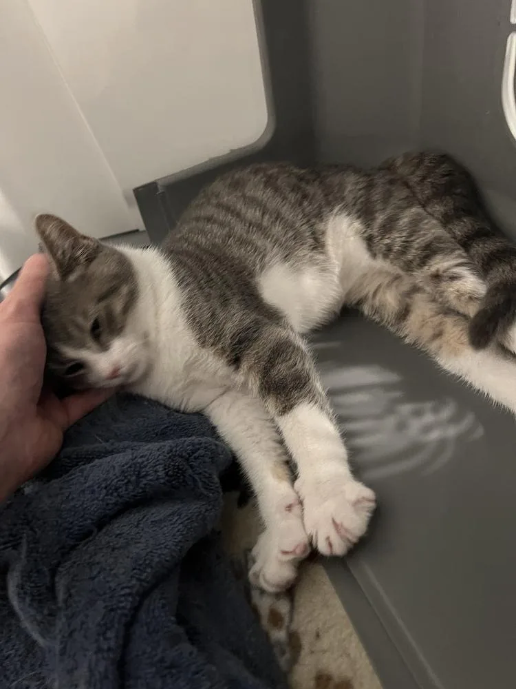A baby small-sized male Gray & White Domestic Short Hair cat named Tim for adoption in Salisbury, NC