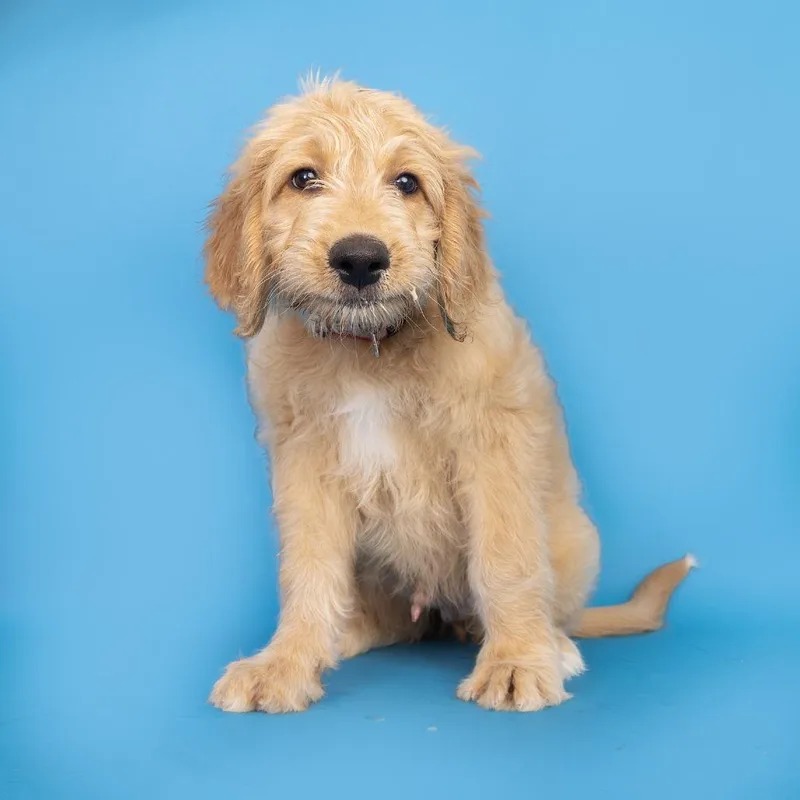 A baby medium-sized male Brown / Chocolate Golden Retriever dog named Bear for adoption in Franklin, TN