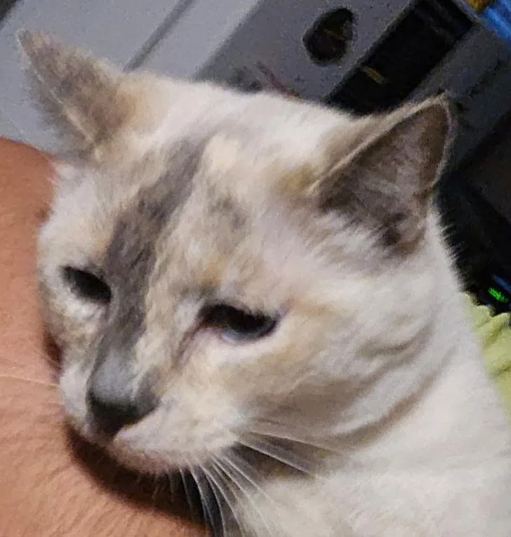 An adult large-sized female Siamese cat named Nala for adoption in Billings, MT