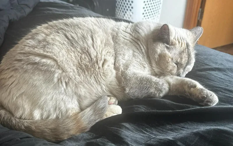 Nala thumbnail 2