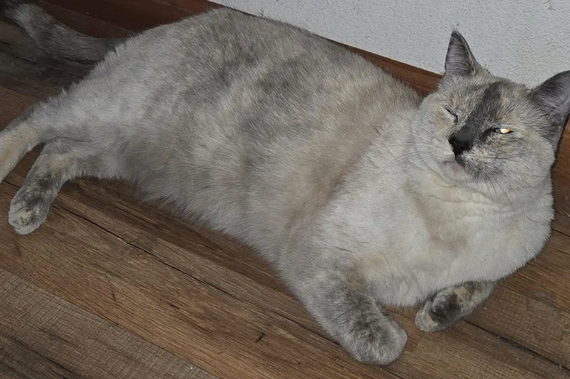 Nala thumbnail 3
