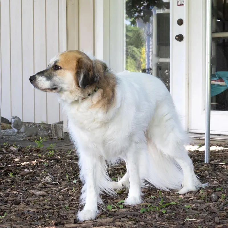 An adult large-sized female White / Cream Great Pyrenees dog named Mayzie for adoption in McKean, PA