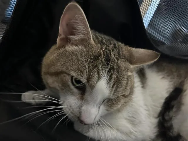 A young small-sized female Domestic Short Hair cat named Cinnamon for adoption in San Antonio, TX