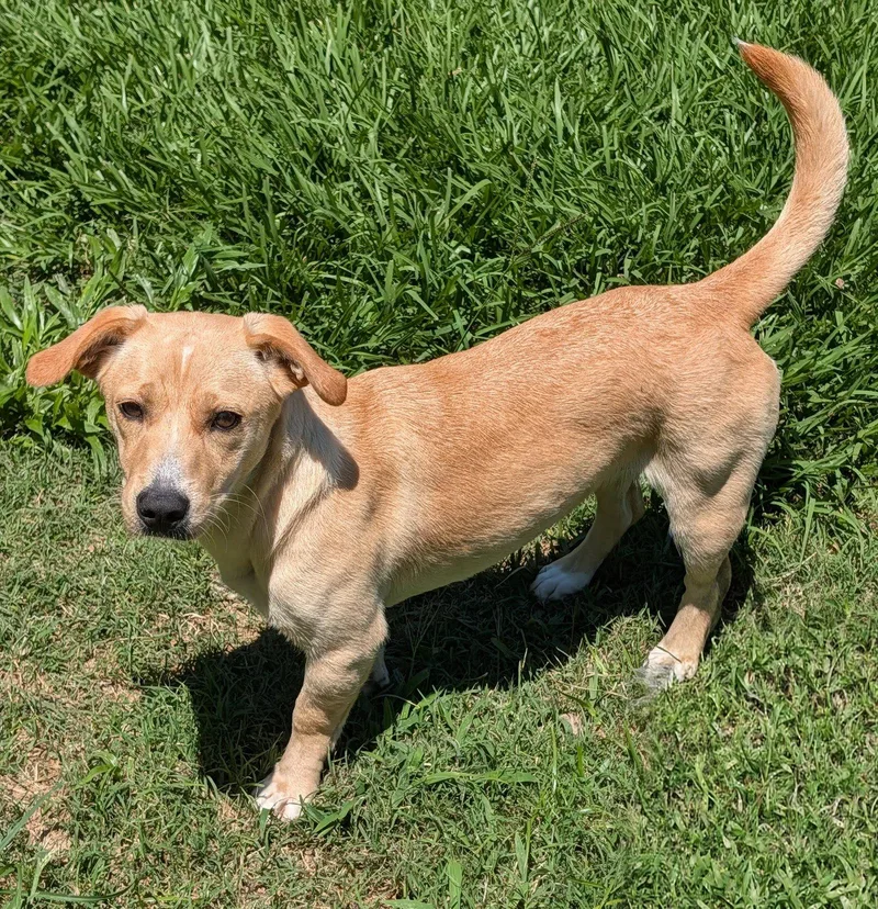 Canela Stubby Sweetie