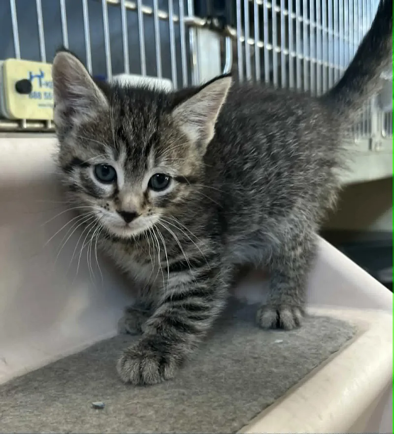 A young medium-sized female Tiger cat named Liza for adoption in Austin, MN