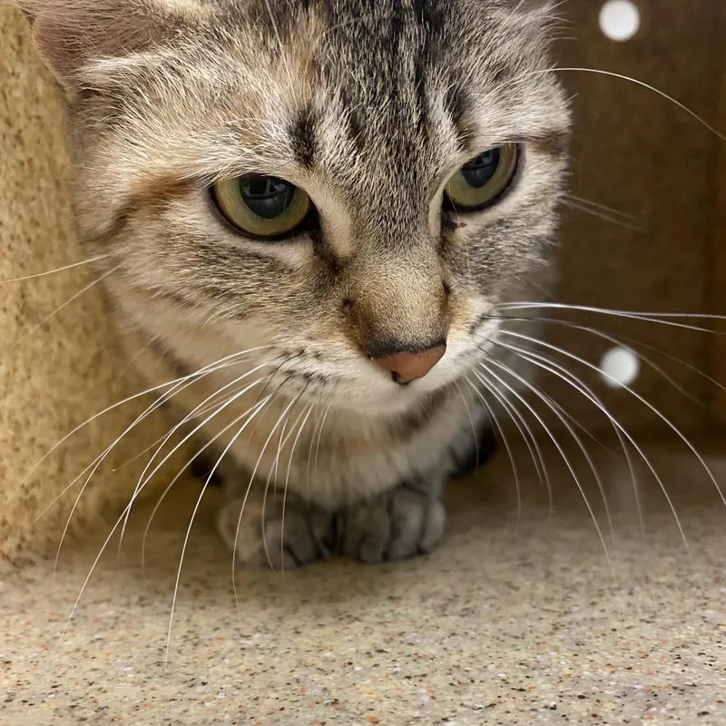 An adult medium-sized female Brown / Chocolate Domestic Short Hair cat named Alicent for adoption in Reno, NV