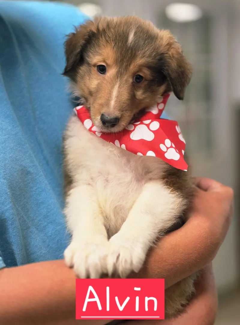A baby medium-sized male Shetland Sheepdog / Sheltie dog named Alvin for adoption in Walthill, NE