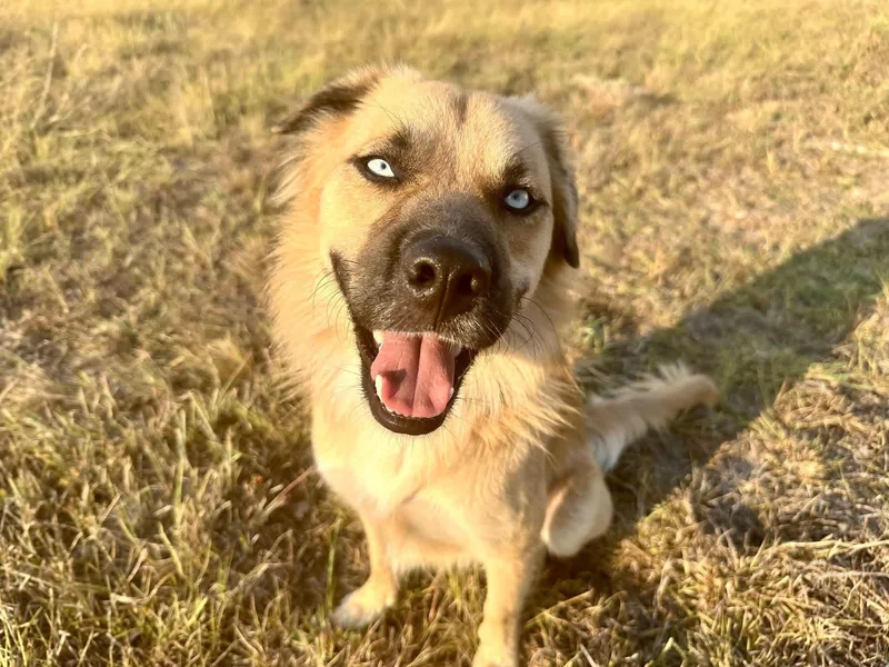 A young medium-sized male Golden Retriever dog named MILOMarvelous Mix for adoption in Stephenville, TX