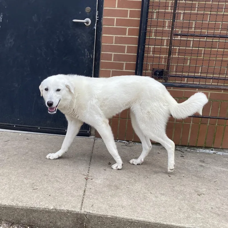 An adult medium-sized female White / Cream Great Pyrenees dog named Lucy for adoption in Dayton, OH