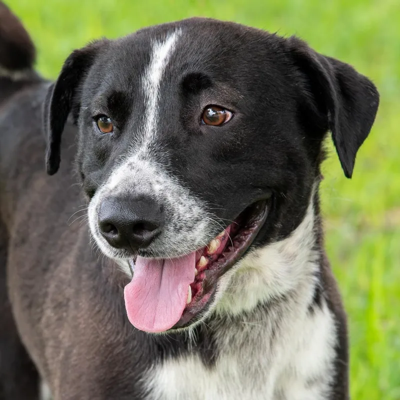 An adult medium-sized male Black Mixed Breed dog named Doug for adoption in Miami, FL