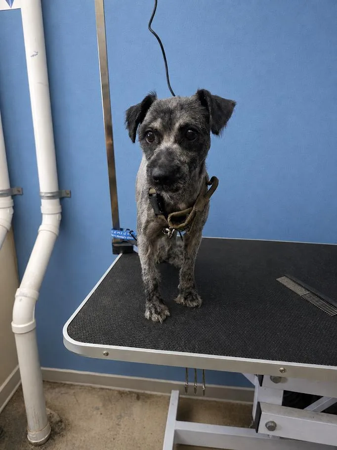 A young small-sized male Gray / Blue / Silver Miniature Schnauzer dog named Tiny Tim for adoption in Blue Earth, MN