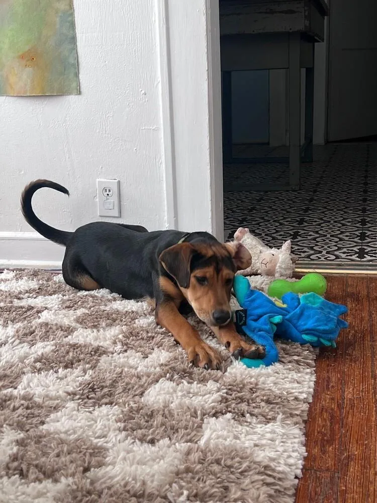 A baby large-sized female Brown / Chocolate Hound dog named Cocoa for adoption in Richardson, TX