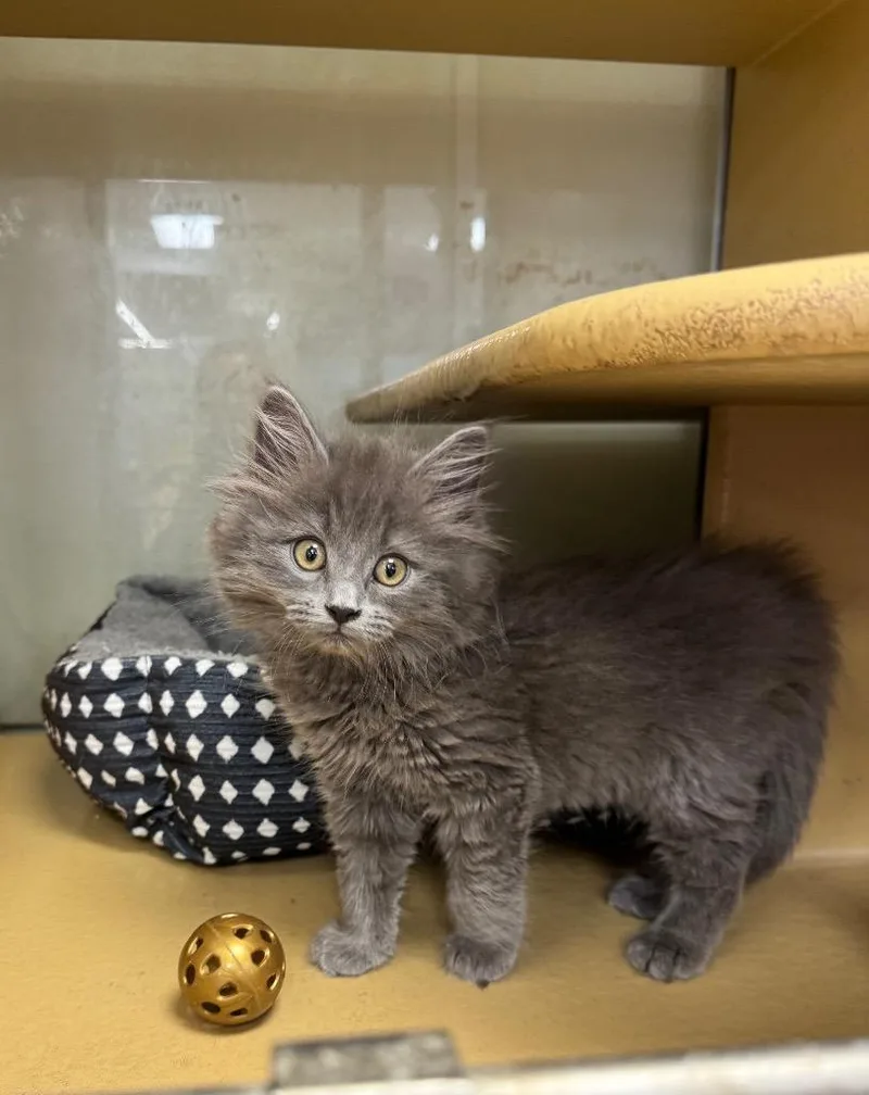 A baby medium-sized male Domestic Medium Hair cat named Macleay for adoption in Fort Lupton, CO