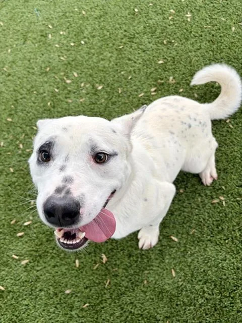 A young medium-sized male Terrier dog named Flapjack for adoption in Statesville, NC