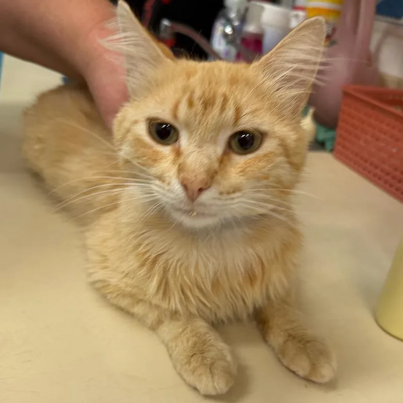 An adult medium-sized male Orange / Red Domestic Long Hair cat named Archer for adoption in Ardmore, OK