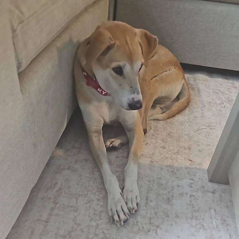 An adult medium-sized male Apricot / Beige Thai Ridgeback dog named Lando for adoption in Stamford, CT