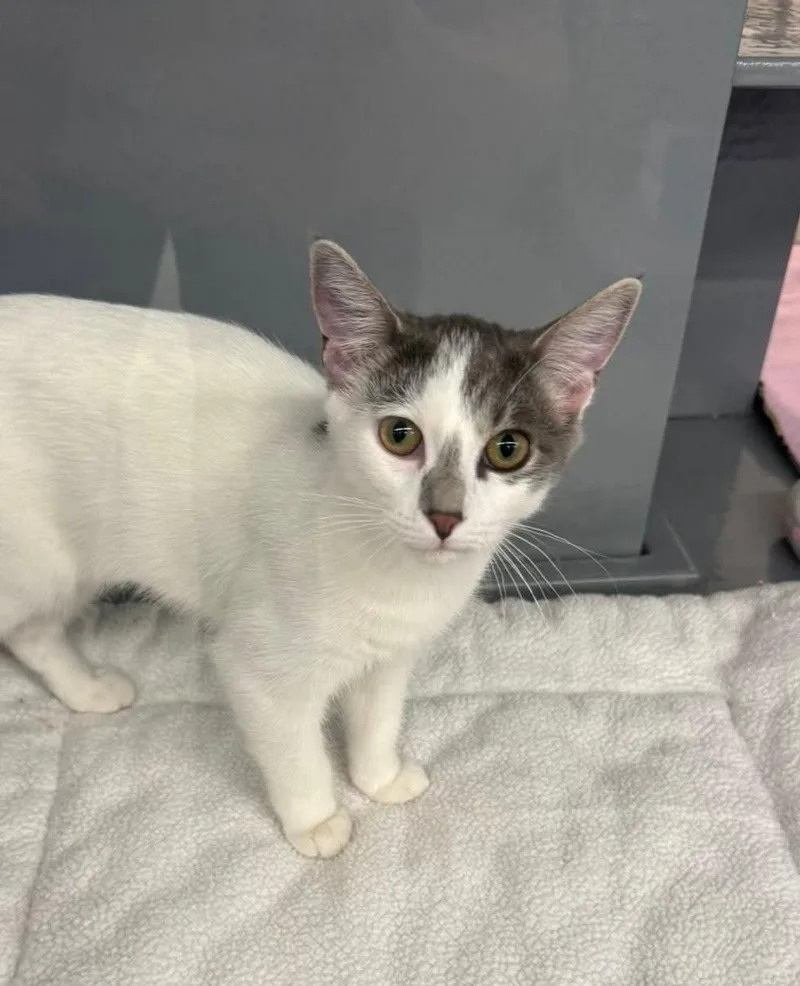 A baby medium-sized female Gray & White Domestic Short Hair cat named Edwina for adoption in Bay City, MI