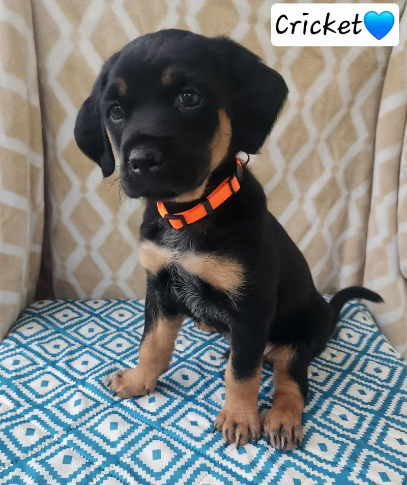 A young medium-sized male Coonhound dog named Cricket Bl for adoption in Clinton, MI