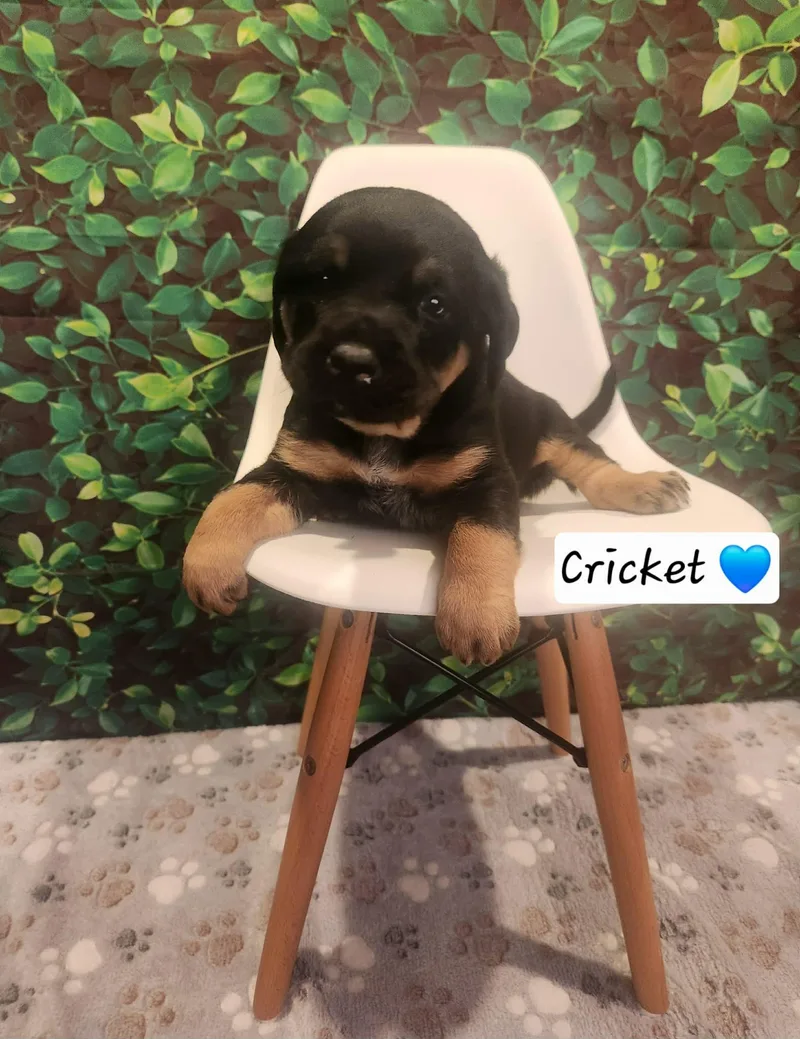 Cricket  Bl thumbnail 2