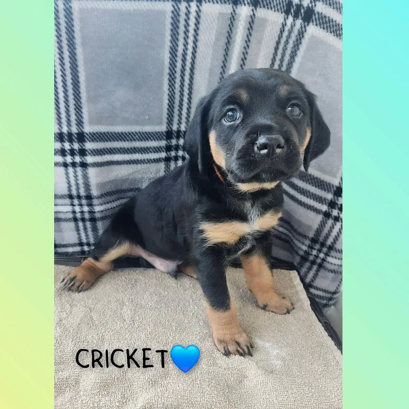 Cricket  Bl thumbnail 3