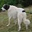 An adult large-sized male Great Pyrenees dog named Bear for adoption in Stuarts Draft, VA