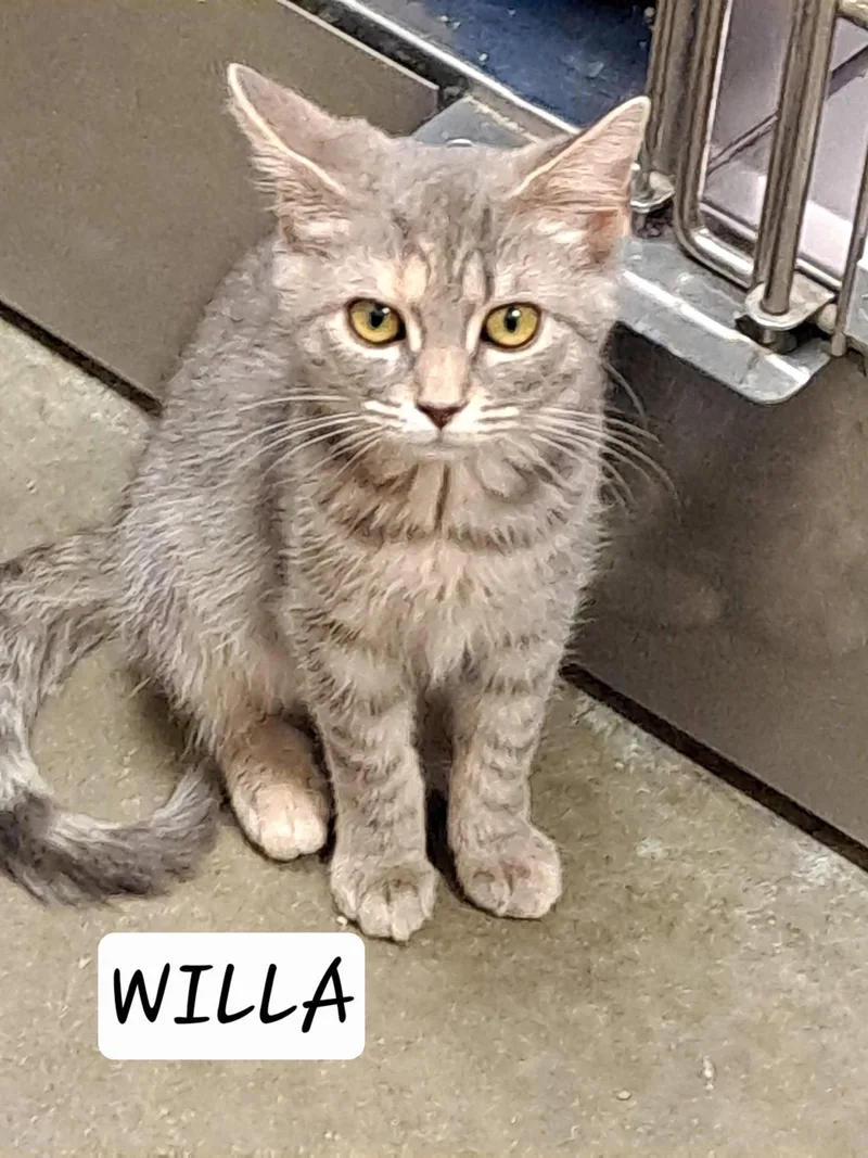 WillaC thumbnail 2