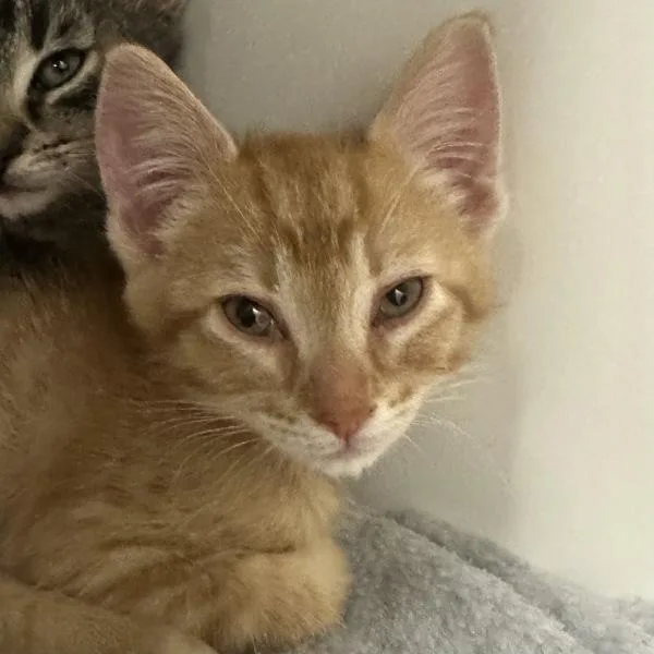 A baby small-sized male Domestic Short Hair cat named Lionblaze for adoption in Walnut Creek, CA