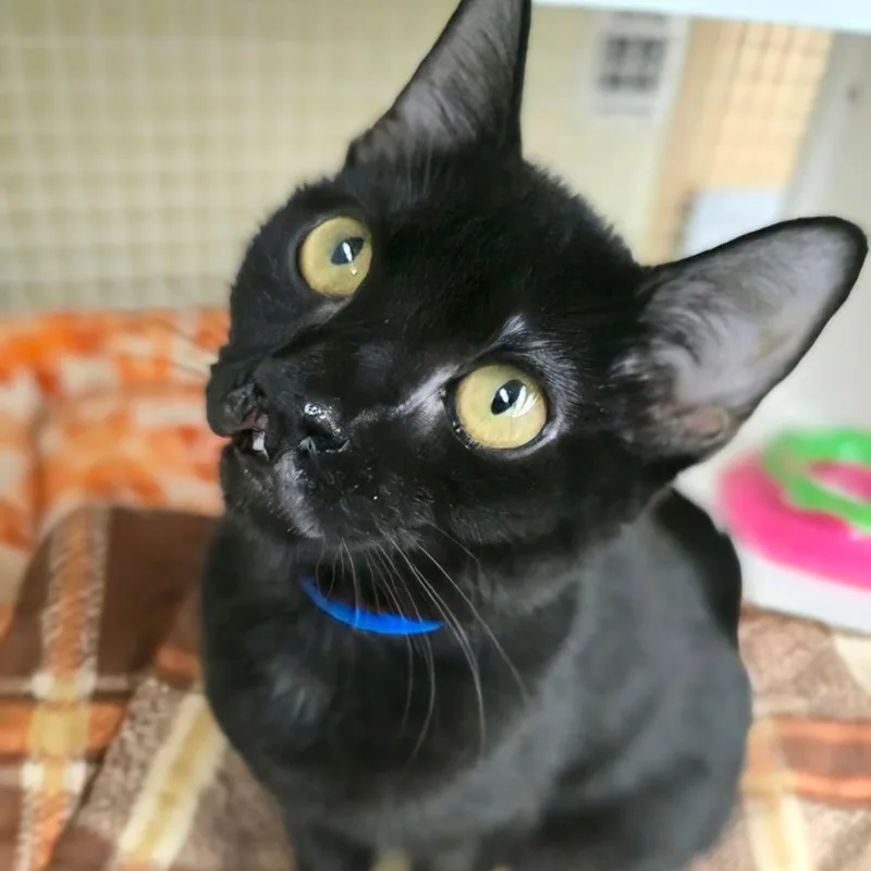 A baby small-sized male Black Domestic Short Hair cat named Dumpling for adoption in Hamburg, NY
