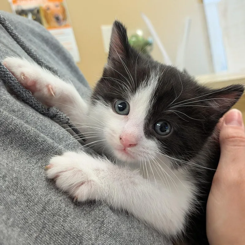 A baby small-sized male Black Domestic Short Hair cat named Bmo for adoption in Toledo, OH
