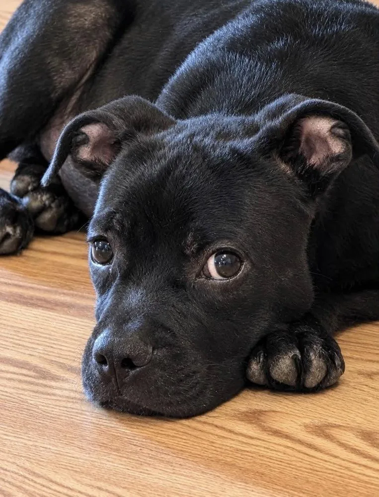 Archie