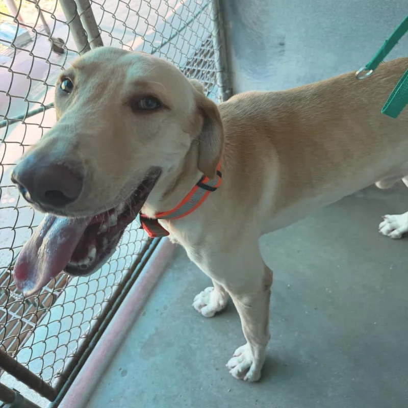 An adult large-sized male Yellow Labrador Retriever dog named Deputy for adoption in Edinburg, TX
